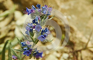 Echium plantagineum