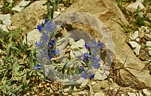 Echium plantagineum