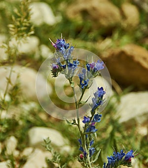 Echium plantagineum