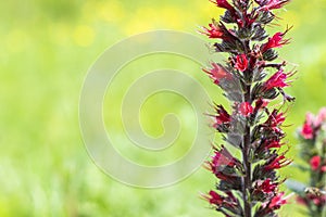 Echium russicum flower in field