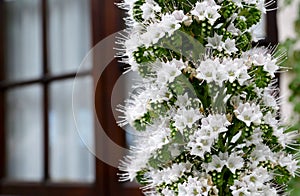 Echium simplex or White Tower of Jewells plant with beautiful flowers endemic to Tenerife on a blurred wooden window background.