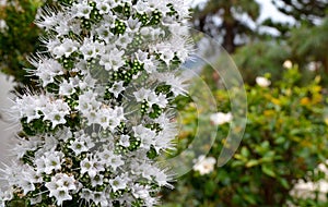 Echium simplex or White Tower of Jewells plant with beautiful flowers endemic to Tenerife in the garden.