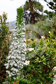 Echium simplex or White Tower of Jewells plant with beautiful flowers endemic to Tenerife on a white wall background.