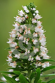 Echium virescens