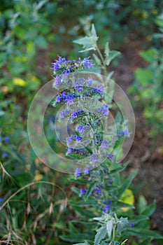 Echium vulgar is a species of flowering plant in the borage family Boraginaceae. Berlin