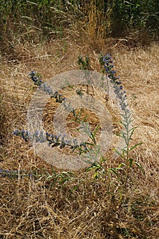 Echium vulgar is a species of flowering plant in the borage family Boraginaceae. Berlin