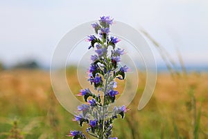 Echium vulgare a blue-flowering plant called Viper's Bugloss or Blue weed, Polish name Å¼mijowiec zwyczajny, blue weed.