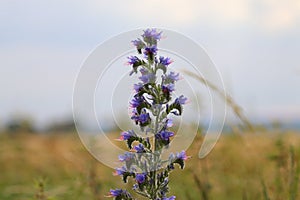 Echium vulgare a blue-flowering plant called Viper's Bugloss or Blue weed, Polish name Å¼mijowiec zwyczajny, blue weed.