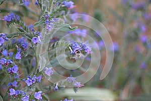 Echium vulgare a blue-flowering plant called Viper's Bugloss or Blue weed, Polish name Å¼mijowiec zwyczajny, blue weed.