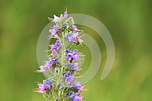 Echium vulgare a blue-flowering plant called Viper's Bugloss or Blue weed, Polish name Å¼mijowiec zwyczajny, blue weed.