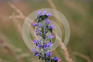 Echium vulgare a blue-flowering plant called Viper's Bugloss or Blue weed, Polish name Å¼mijowiec zwyczajny, blue weed.