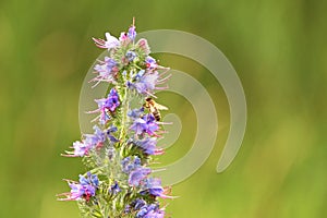 Echium vulgare a blue-flowering plant called Viper's Bugloss or Blue weed, Polish name Å¼mijowiec zwyczajny, blue weed.