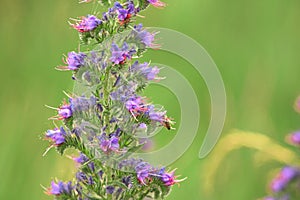 Echium vulgare a blue-flowering plant called Viper's Bugloss or Blue weed, Polish name Å¼mijowiec zwyczajny, blue weed.