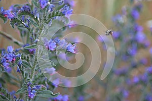 Echium vulgare a blue-flowering plant called Viper's Bugloss or Blue weed, Polish name Å¼mijowiec zwyczajny, blue weed.