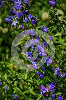 Echium Vulgare or Common Viper Bugloss