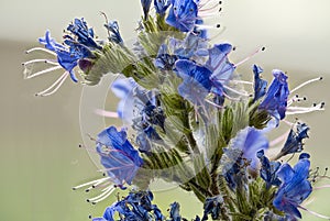 Echium vulgare, viper`s bugloss or blueweed, blauer Natternkopf photo