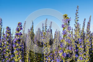 Echium vulgare vipers bugloss blooms in a meadow