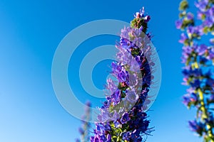 Echium vulgare vipers bugloss blooms in a meadow against a blue sky