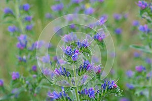 Echium vulgare  vipers bugloss, blueweed flowers