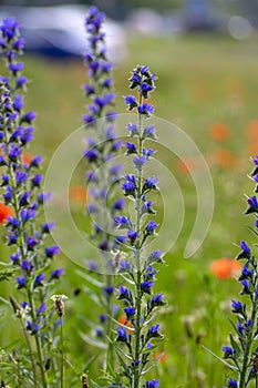 Echium vulgare vipers bugloss blueweed wild flowering plant, group of blue flowers in bloom on tall flowers stem