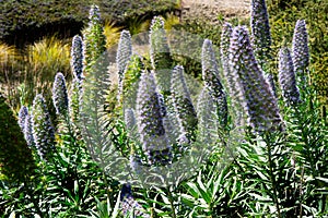 Echium webbi blue purple wild flower stalks