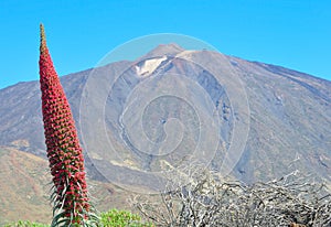 Echium wildpretii against peack of Teide photo