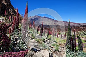 Echium wildpretii flower photo