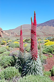 Echium wildpretii plant