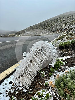 Echium wildpretii or Tajinaste plant covered with white frost on a road background