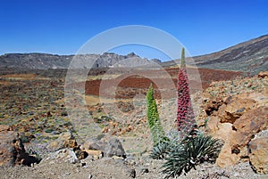 Echium Wildpretii on the Tenerife Teide volcano
