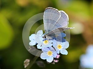 Echo Azure Butterfly - Celastrina echo