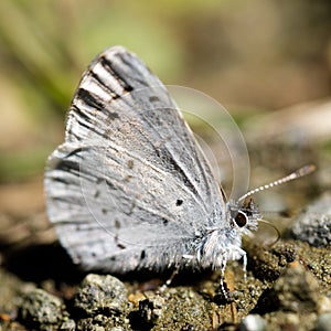 Echo azure butterfly sun bathing on dirt trail