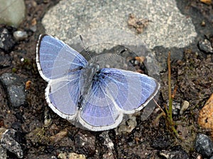 Echo Azure Butterfly with Wings Open