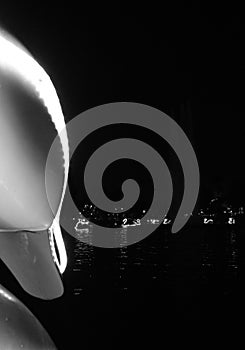 Echo Park Lake night swan close-up