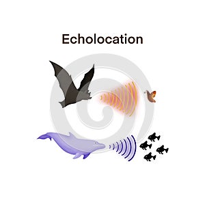 echolocation in bats and dolphins,Dolphins and bats hunt their prey by making high pitched sounds