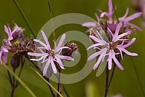 Echte koekoeksbloem, Ragged Robin, Lychnis flos-cuculi