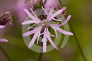 Echte koekoeksbloem, Ragged Robin, Lychnis flos-cuculi