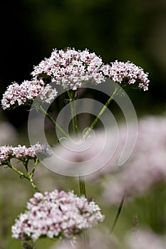 Echte valeriaan, Valerian, Valeriana officinalis