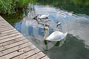 Echternach lake with a family of swans, two adult swans and five young swans swimming
