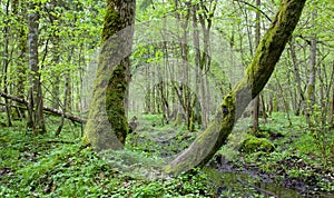 Eciduous stand of Bialowieza Forest