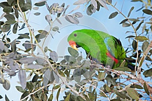 ECLECTUS eclectus roratus