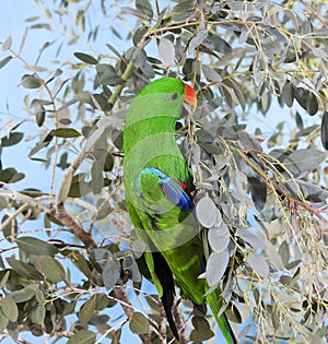 ECLECTUS eclectus roratus