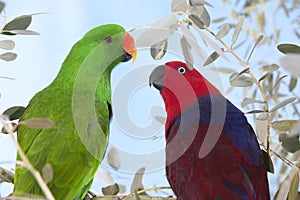 ECLECTUS eclectus roratus