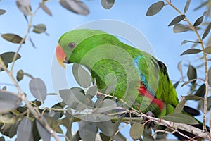 ECLECTUS eclectus roratus