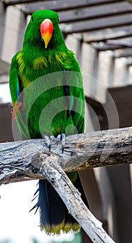 Eclectus parrot