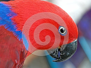 Eclectus Parrot photo