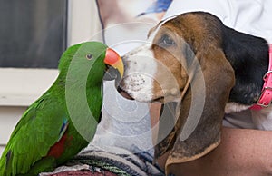 Eclectus parrot and Bassett Hound