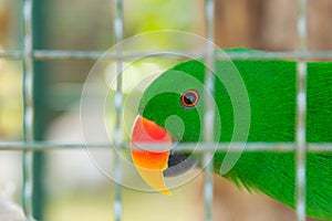 Eclectus parrot in bird cage