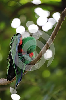 The Eclectus Parrot Bird Cleaning Fur On The Tree