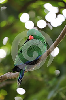 The Eclectus Parrot Bird Cleaning Fur On The Tree